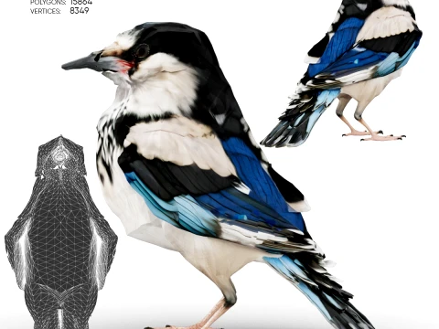 Gazza Modello 3D