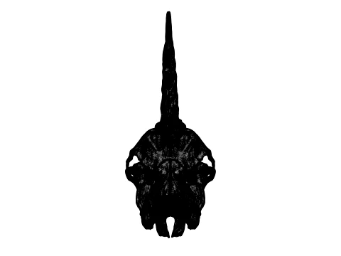 Unicorn Skull 3D Model