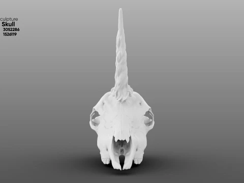 Unicorn Skull 3D Model