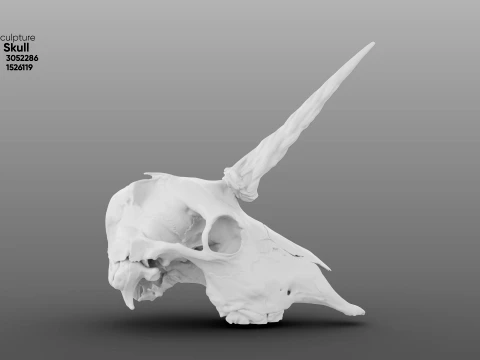 Unicorn Skull 3D Model
