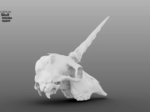 Unicorn Skull 3D Model