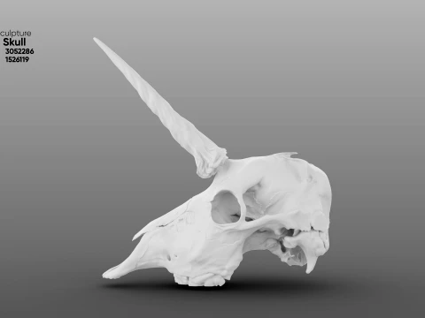 Unicorn Skull 3D Model