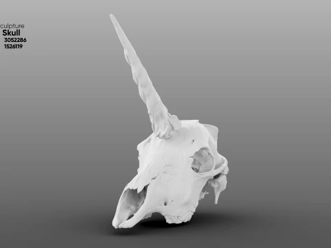 Unicorn Skull 3D Model