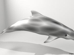 coastal dolphin 3D 模型
