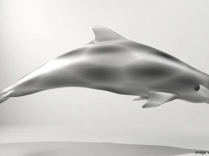 coastal dolphin 3D Model