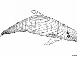 coastal dolphin 3D Model