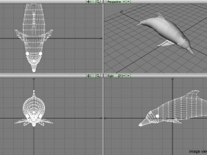 coastal dolphin 3D Model