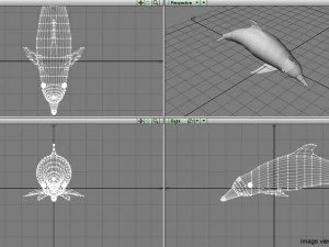 coastal dolphin 3D Model