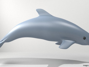 oceanic dolphin 3Dモデル