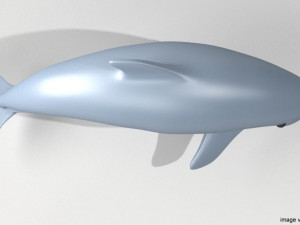 oceanic dolphin 3Dモデル