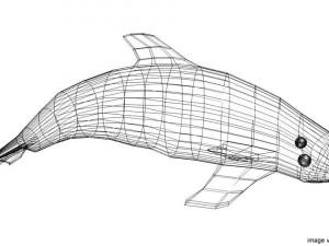 oceanic dolphin 3D Model