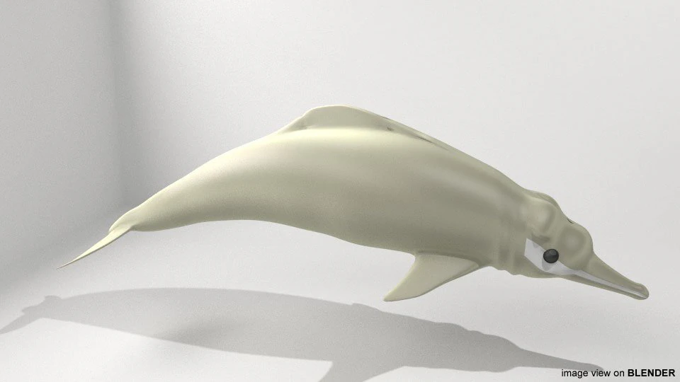 カワイルカ 3Dモデル .c4d .max .obj .3ds .fbx .stl .blend 
