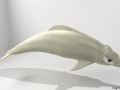River Dolphin Modello 3D