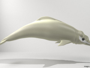 river dolphin Modelo 3D
