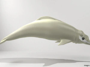 カワイルカ 3Dモデル