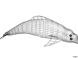 カワイルカ 3Dモデル