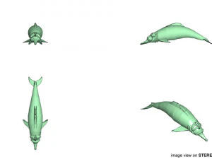 カワイルカ 3Dモデル