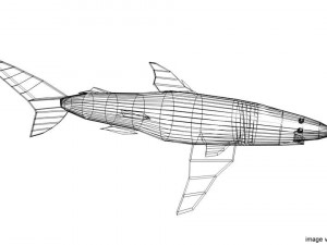 blue shark 3D Model