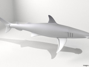 bonnethead shark 3D Model