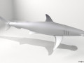 Bonnethead Shark 3D-Modell