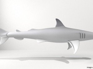 bonnethead shark 3D-Modell