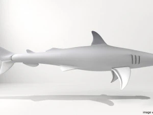 bonnethead shark 3D Model