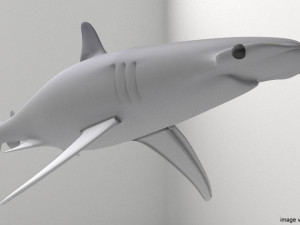 bonnethead shark 3D-Modell