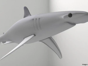 bonnethead shark 3D Model