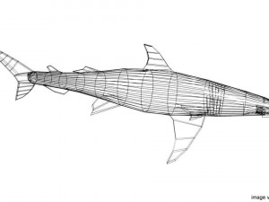 bonnethead shark 3D-Modell