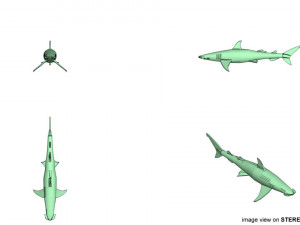 bonnethead shark 3D-Modell