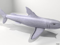 Bullshead Shark 3D-Modell