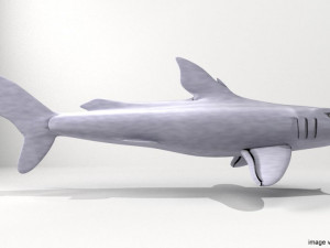 bullshead shark 3D Model