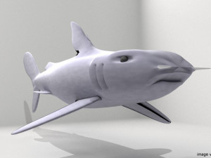 bullshead shark 3D Model