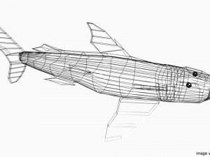 bullshead shark 3D Model