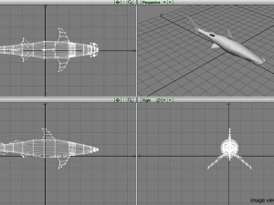 bullshead shark 3D Model