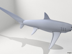 fox shark 3D Model