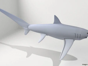 tibur&oacute;n zorro Modelo 3D