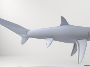 fox shark 3D मॉडल