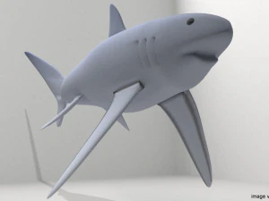 fox shark 3D Model