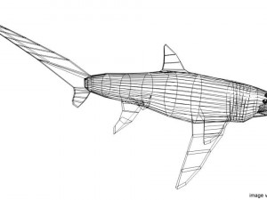 fox shark 3D मॉडल