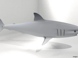 grote witte haai 3D Model