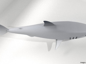 great white shark 3D Modell