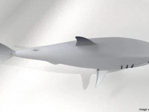 great white shark 3D Model