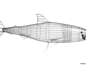 great white shark 3D Model