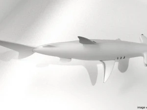 hammerhead shark 3D Model