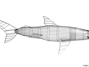 hammerhead shark Modelo 3D