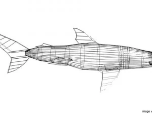 hammerhead shark 3D Model