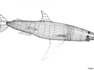 mako shark Modelo 3D