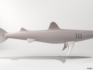 piked shark 3D Model