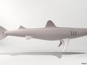 piked shark 3D Model